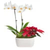 Classic Christmas Garden -Blooming Yard 10IN Dot White Orchid with Yellow Lip and Red Poinsettia with Moss Topping 600x600 9b6a7df1 8d81 42a9 988c a05f1356a87e