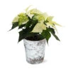 White Poinsettia In Birch Pot -Blooming Yard 4IN Birch Pot White Poinsettia 600x600 492ecacd 240c 40aa be9f 86b09589bb76