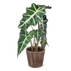 Alocasia Polly With Decorative Pot -Blooming Yard 5IN Brown Wilson with Alocasia Poly