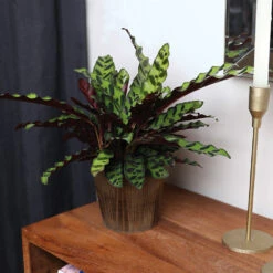 Calathea Rattlesnake With Decorative Pot -Blooming Yard 5IN Brown Wilson with Calathea Rattlesnake 5
