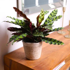 Calathea Rattlesnake With Decorative Pot -Blooming Yard 5IN Brown Wilson with Calathea Rattlesnake 7