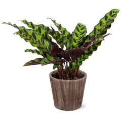 Calathea Rattlesnake With Decorative Pot -Blooming Yard 5IN Brown Wilson with Calathea Rattlesnake ab4455e5 467d 4c73 8ad5 e5b6c64c35eb