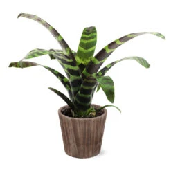 Zebra Plant In Decorative Pot -Blooming Yard 5IN Brown Wilson with Splinriet Bromeliad b0b5d4a4 c8f2 40fe b317 71eca7afa132
