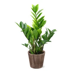 5-Inch ZZ Plant In Decorative Pot -Blooming Yard 5IN Brown Wilson with ZZ d9618b4a 610c 4db9 824b 52b4d125a693