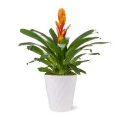 5-Inch Bromeliad In Decorative Pot -Blooming Yard 5IN Evi Orange Intenso Bromeliad with Moss Topping