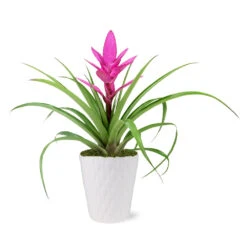 5-Inch Bromeliad In Decorative Pot -Blooming Yard 5IN Evi Pink Antonio Bromeliad with Moss Topping 1