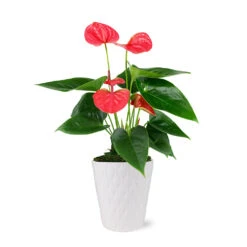 Pink Anthurium -Blooming Yard 5IN Evi Sweet Dream Pink Anthurium with Moss Topping