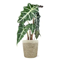 Alocasia Polly With Decorative Pot -Blooming Yard 5IN Jute with Alocasia Poly 39282069 e2ce 4123 89c6 404869a804ad