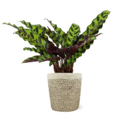 Calathea Rattlesnake With Decorative Pot -Blooming Yard 5IN Jute with Calathea Rattlesnake 8712e748 cba2 4cdf a992 b68b5f554875