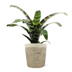 Zebra Plant In Decorative Pot -Blooming Yard 5IN Jute with Splinriet Bromeliad 88162cef 9c67 4003 9207 e88eb2700019