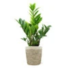 5-Inch ZZ Plant In Decorative Pot 2 5-Inch ZZ Plant In Decorative Pot -Blooming Yard 5IN Jute with ZZ 600x600 1