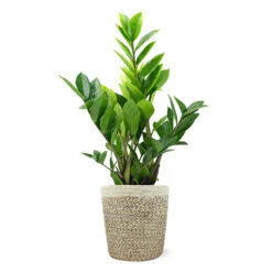 5-Inch ZZ Plant In Decorative Pot -Blooming Yard 5IN Jute with ZZ 1a07c7a6 5ad0 44c5 b0da 41fcc0b7d538