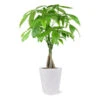 Money Tree In White Pot -Blooming Yard 5 inch Savannah White Money Tree 600x600 4ee4d8c6 1d40 407a 8f49 cba22f672e39