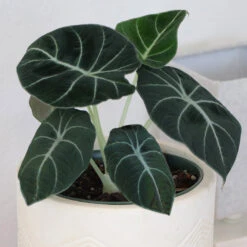 Alocasia Black Velvet -Blooming Yard ALocasia Black Velvet 7