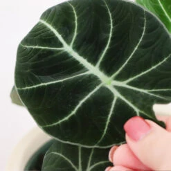 Alocasia Black Velvet -Blooming Yard ALocasia Black Velvet FGT 5