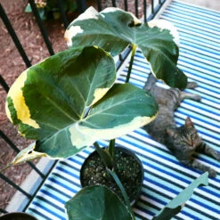 Rare House Plant Kit -Blooming Yard ALocasia Mickey Mouse 2 cab30b8b 262e 4d83 97ca 18930941a264