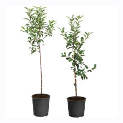 Apple Pollinator Pack -Blooming Yard APP RDE 34 5 APP GAL 34 5