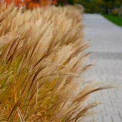 Adagio Maiden Grass -Blooming Yard Adagio Madien Grass 7 FGT