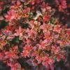 Admiration Barberry Shrub -Blooming Yard Admiration Barberry FGT 600x600 bf006906 db0d 4477 9909 65d8fcae850e