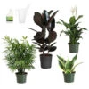 Air-Purifying House Plant Kit -Blooming Yard Air Purifying 600x600 5c43e1c2 c436 44bb b11b 872821d8d685