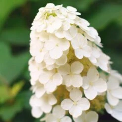 Alice Oakleaf Hydrangea -Blooming Yard Alice Oakleaf Hydrangea 2