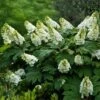 Alice Oakleaf Hydrangea -Blooming Yard Alice Oakleaf Hydrangea FGT 600x600 114553d2 b957 41b8 81e9 36bf1662cd52