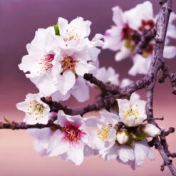 All-in-One Almond Tree -Blooming Yard All in One Almond 3 213f37af fac9 49c5 8a19 0aa42ca679e9