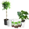 All-in-One House Plant Starter Kit -Blooming Yard AllinOneHouseplant Kit 600x600 8701745b 5d2b 4567 9db8 4004946abd2b