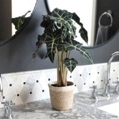 Alocasia Polly With Decorative Pot -Blooming Yard Alocasia 2