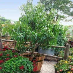 Alphonso Mango -Blooming Yard Alphonso Mango 1 FGT