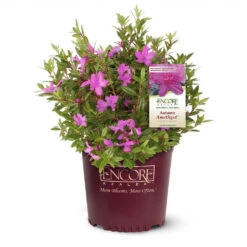 Autumn Amethyst® Encore® Azalea -Blooming Yard Amathyst Encore Azalea 1