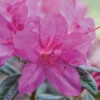 Autumn Amethyst® Encore® Azalea -Blooming Yard Amathyst Encore Azalea 600x600 d5c85a1a 96c9 437b b713 6a0b44fcc575