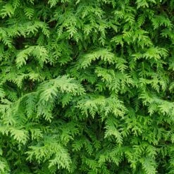 American Arborvitae -Blooming Yard American Arborvitae