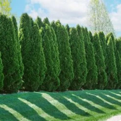 American Arborvitae -Blooming Yard American Arborvitae 2 FGT