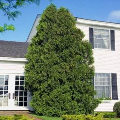 American Arborvitae -Blooming Yard American Arborvitae 6