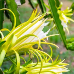 American Beauty Dragon Fruit -Blooming Yard American Beauty Dragon Friuit 3