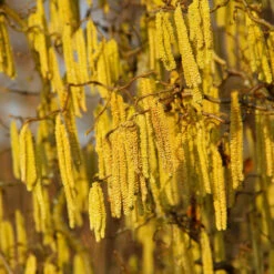 American Hazelnut Filbert -Blooming Yard American Hazelnut 2
