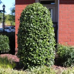 Greenleaf American Holly Shrub -Blooming Yard American Holly Greenleaf 6 FGT