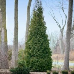 Full Speed A Hedge® American Pillar Arborvitae -Blooming Yard American Pillar Arborvitae 2