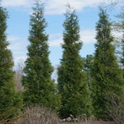 Full Speed A Hedge® American Pillar Arborvitae -Blooming Yard American Pillar Arborvitae 3