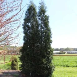 Full Speed A Hedge® American Pillar Arborvitae -Blooming Yard American Pillar Arborvitae 5 FGT