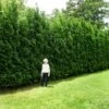 Full Speed A Hedge® American Pillar Arborvitae 2 Full Speed A Hedge® American Pillar Arborvitae -Blooming Yard American Pillar Arborvitae 600x600 15bd0c00 a879 48d7 a20e 597115f67062