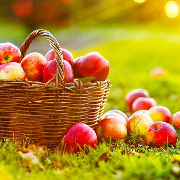 Anna Apple Tree 3 Anna Apple Tree