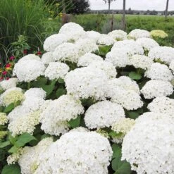 Annabelle Hydrangea Shrub -Blooming Yard Annabelle Hydrangea 1 FGT