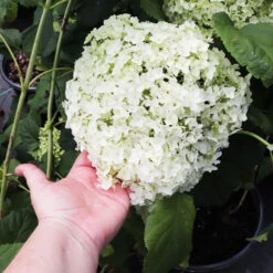 Annabelle Hydrangea Shrub -Blooming Yard Annabelle Hydrangea 3