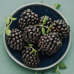 Apache Blackberry - USDA Organic 9 Apache Blackberry - USDA Organic -Blooming Yard Apache Blackberry 450 D2 0178c099 4324 413f a424 048cda519a64