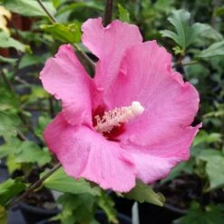 Aphrodite Rose Of Sharon Althea Shrub -Blooming Yard Aphrodite Rose of Sharon 1