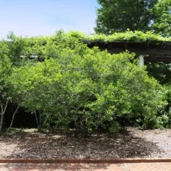 Apollo Winterberry Holly Shrub -Blooming Yard Apollo WInterberry 2