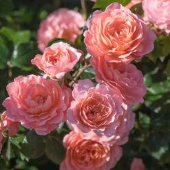 Apricot Drift® Rose -Blooming Yard Apricot Drift Rose 2
