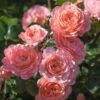 Apricot Drift® Rose -Blooming Yard Apricot Drift Rose 600x600 b21d2c85 ec69 480e 8ebc bc87daa7cd1c